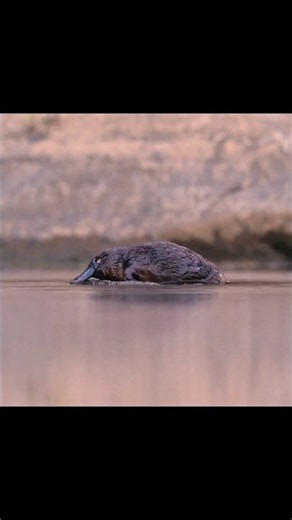 Platypus Facts That Will Blow Your Mind! 😱
