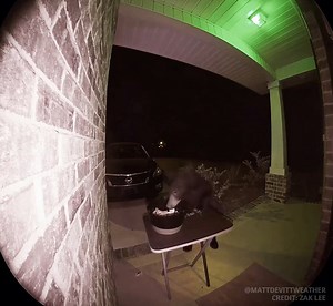 134K views · 4.7K reactions | *BEAR TAKES HALLOWEEN CANDY* right off the front porch at this home in Navarre, Florida. So polite too, only took one piece!  Credit: Zak Lee, Via: Kaitlin Wright Meteorologist | Matt Devitt WINK Weather | Facebook