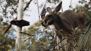 5.4K views · 247 reactions | Want to take your upcoming Taronga experience to the next level? Why not strap on a helmet and harness and challenge yourself to Taronga's adrenaline-fueled Wild Ropes courses? Conquer your fears and see Sydney and some of Australia's most iconic animals from a new height! For more information and bookings just visit - www.taronga.org.au/sydney-zoo/wild-ropes #forthewild | Taronga Zoo Sydney | Facebook