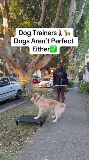 The Reality of Dog Training: No Dog is Perfect