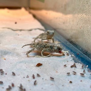 414K views · 865 reactions | What cuter way to celebrate World Lizard Day than a baby horned lizard snacking spree? 殺殺殺 | San Antonio Zoo | Facebook