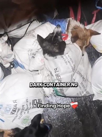 “Over 50 Dogs Trapped — What Happened Next Will Shock You”