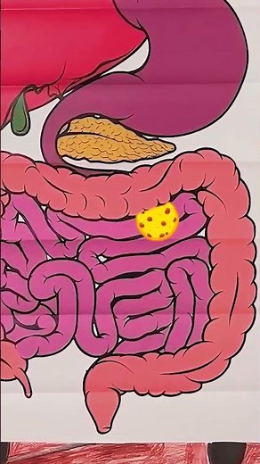 Learning about Digestive System with Fun Game for Kids & Toddlers