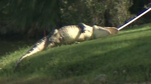 10-foot gator bites golf ball diver