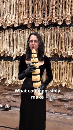 The Bone Museum on Instagram: "Pott’s disease, also known as spinal tuberculosis, leaves unmistakable signatures on the spine. When Mycobacterium tuberculosis spreads beyond the lungs and settles into the vertebrae, it slowly destroys the bone from the inside out. Over time, the collapsing vertebrae create a sharp, angular curve in the back called a gibbus deformity, one of the hallmark features of this condition. At the Bone Museum, we can actually see the history of this infection etched into