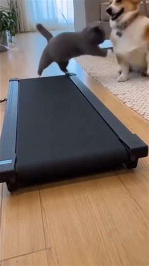 Munchkin Cat Fails the Treadmill… Then Blames the Corgi! 😂🐾