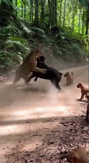 Jaguar vs. Cane Corso: An Unbelievable Jungle Encounter! 🐆🐕
