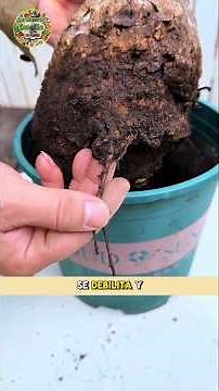 tips para el árbol de la abundancia