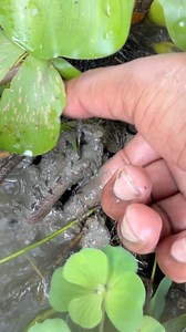 172K views · 1K reactions | Hidden amazing fishing #bigfish #handfishing #reels | Rural Fishing BD | Facebook