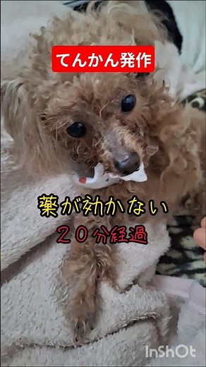 【てんかん発作】止まらない発作、放置すると命の危険も。2026.04.04トイプードルべべちゃん #犬 #てんかん #shorts