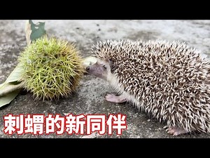 Hedgehog found a new companion? The guy teased him with a chestnut shell only to be disliked. The