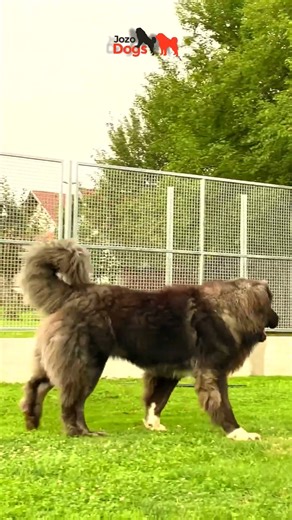 Particularly good dogs #dogs #jozodogs #dog #pets #animals #puppy #bigdogs #dogshorts #doglife