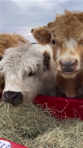 A Whole Lot of Cuteness Right Here 🐮😍 #shorts