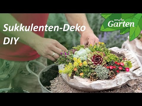 DIY: Create a bowl with succulents | Outdoor decoration | MDR Garden