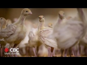 The number of people allowed at Thanksgiving dinner depends on where you live