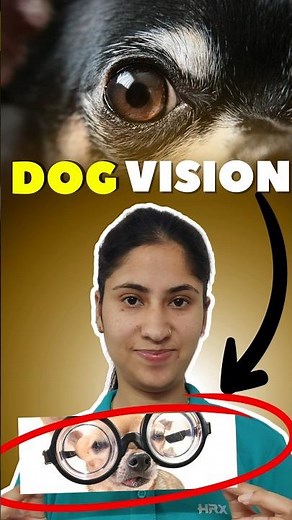 "Dog Vision Explained – Kya Dogs Ko Rang Nazar Aate Hain?"🤷‍♀️🧐😯