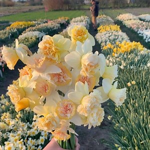 41K views · 3.2K reactions | Spent a beautiful evening in the daffodil patch photographing all of the varieties that will be part of our bulb line up this autumn. These are two of my very favorites, Daffodil ‘Art Design’ and ‘Petit Four’. #ayearinflowers #floretbulbs | Floret Flower Farm | Facebook
