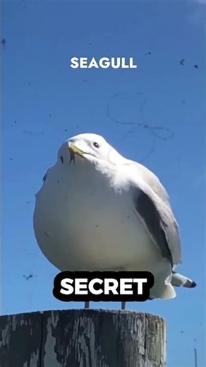 Why Are These Birds Dancing on the Ground? 🐦🪱 #Shorts #NatureFacts