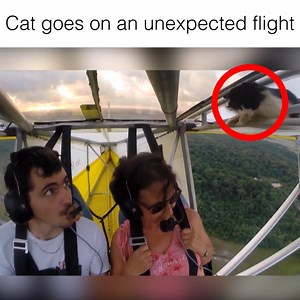 9.3M views · 89K shares | Always check your plane... for cats | VT | Facebook