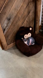 139K views · 9.2K reactions | Tater loving the new monkey chair from a follower 冀 | Our Life Adventures | Facebook