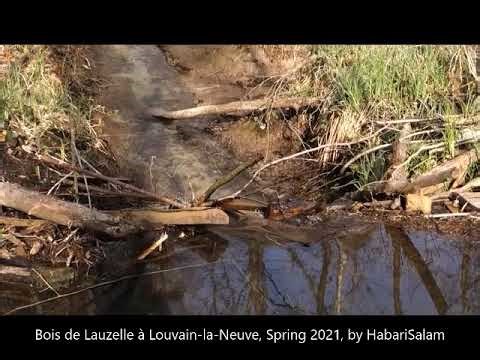 Bois de Lauzelle, Printemps 21 à Louvain la Neuve, LLN, Central Belgium, 2021 SPRING, ‪@HabariSalam‬ +