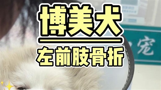 博美小白骨折记