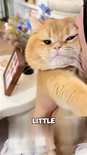 Cat Turns Into a Fluffy Bread Loaf #funnycats #catspa #viralcat