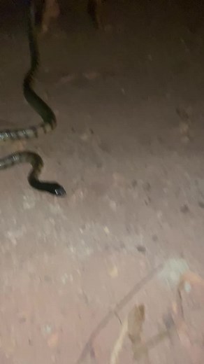 Black headed python. If ya see em on the road move em off as most drivers don’t see them.#ihuntdownunder #yolnguaboriginal #tiktok