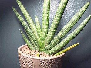 7 Snake Plant Problems and Disadvantages | Gardenine