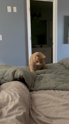 Charlie giving cat dad a heart attack at the end🤣 We have to keep him from flying off the bed lol #catsoffacebook #FunnyCats #cats #fblifestyle #charliebear #wobblycat | Willy Wonky & Charlie Bear