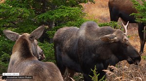 Welcome to Moose Party Part 1. There will be more, but this will get the fun started. Settle in and have fun watching while Libby narrates what happening at the party. As a reminder, this is one of those “out of sequence” videos I keep mentioning. We are mostly sharing the rut in order this year and currently still sharing action that happened in September, but today’s movie is from October. Just clearing that up. What’s a moose party? To us, it’s what we call it when the moose congregate after 