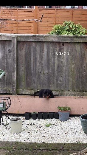 Creative Dog Names for Your Rottweiler