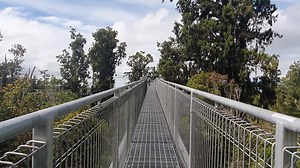 4.4K views · 63 reactions | I went and played tourist at the West Coast Tree Top Walkway and Cafe. Its about 10mins to the South of Hokitika. A look around first and then enter the walk way. Take at look at this Coasters You can contact them. Email: bookings@treetopsnz.com Phone: 03-755 5052 Phone: 0508 8733 8677 Address: 1128 Woodstock-Rimu Road Hokitika, West Coast | The Coasters Club | Facebook