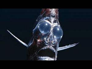 Deep sea hatchetfish Facts Interesting Facts about Deep sea hatchetfish