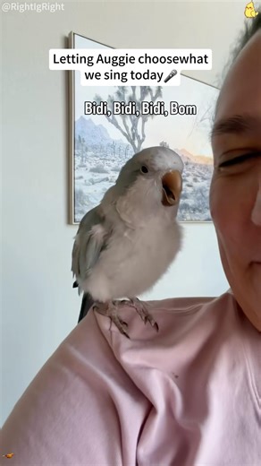 🦜:I’m the main character today #foryou #funny #parrot #pets #funnyvideo