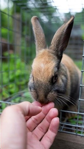 Happy life with a cute bunny🐰🥕​ #rabbit #cuterabbit #cuteanimals #shorts