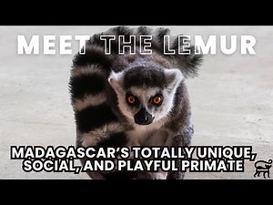 Meet the Lemur Madagascar’s Playful and Unique Primate