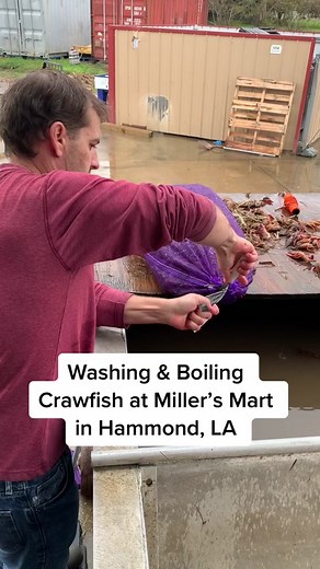 Washing & Boiling Crawfish at Miller’s Mart in Hammond, Louisiana!