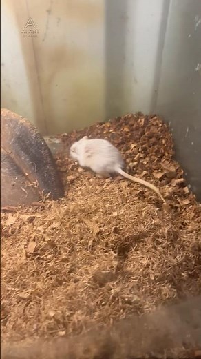 Cute White Mouse Exploring Its Enclosure 🐭 | Small Pet Care & Behavior