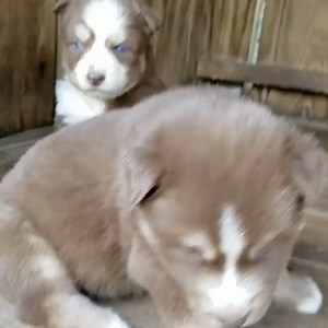 Puppies❤️ | SiberianHusky.com - Siberian Husky