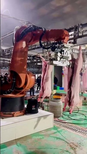 Watch This Robot Process a Pig Like a Machine (Because It Is) #robotics