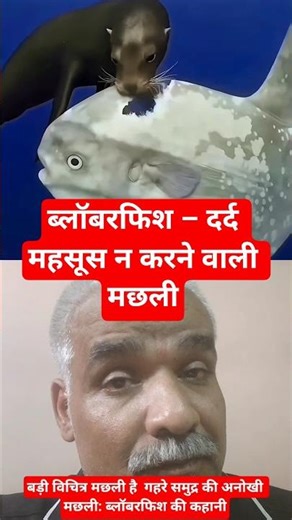 ब्लॉबरफिश – दर्द महसूस न करने वाली मछली #facts