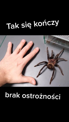 Exploring the World of Tarantulas: A Hobbyist's Guide