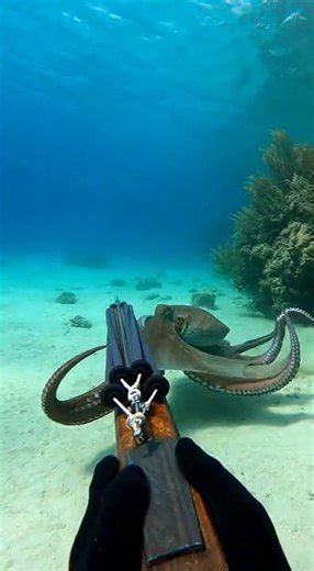 🔥🤿 Spearfishing Octopus Underwater 🌊🐙 #Octopus #Spearfishing #UnderwaterHunting #DeepSeaFishing #OceanLife #FishingReels #ViralVideo #SeaAdventure | Eduscol.Tunisie