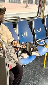 Cute Dog Riding a City Bus: Is it a Husky?