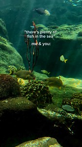 6.7K views · 67 reactions | Send this to your other half!   Did you know these are French grunt fish? Their name ‘grunt’ comes from the noise they make by grinding their teeth together. | The Florida Aquarium | Facebook