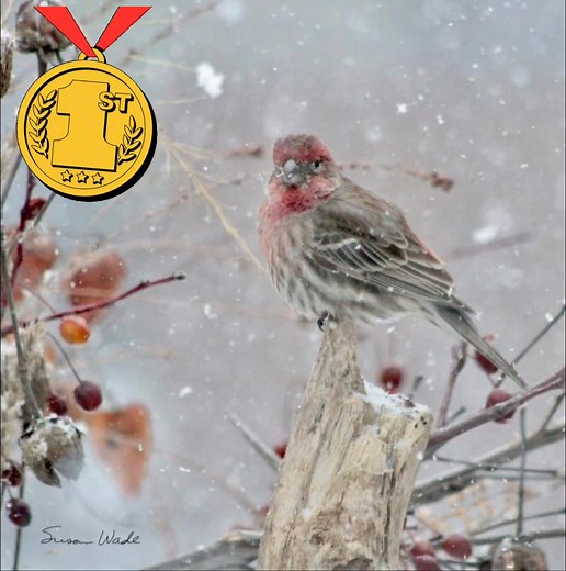 1.3K views | Master Gardeners of Greene County, Springfield, MO on Reels | Facebook