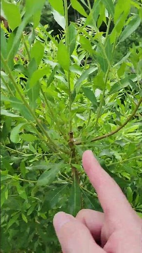 Fast Growing screening evergreen: Wax Myrtle