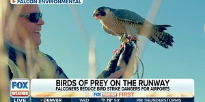 Birds of prey used to manage bird strikes at airports | Latest Weather Clips | FOX Weather