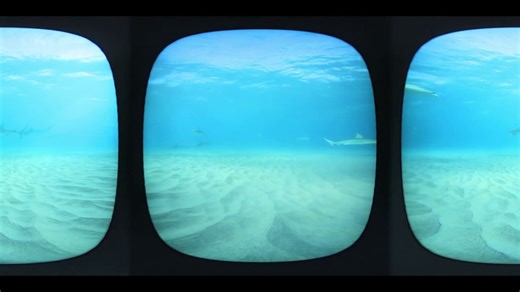 'Sharkitecture:' A nanoscale look inside a blacktip shark's skeleton